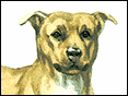 ְpY Staffordshire Bull Terrier