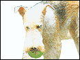 yKQ Wire-Haired Fox Terrier