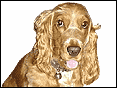 id([) Cocker Spaniel