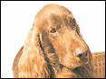 RF Irish Setter