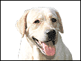 ԥԦhy Labrador Retriever