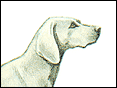 °ԮR Weimaraner