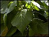 pt09.JPG