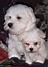 Bulu12Mika7wks06.jpg