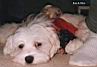 Bulu13Mika7wks09.jpg