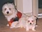 Bulu13Mika7wks12.jpg