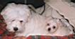 Bulu13Mika7wks13.jpg