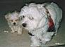 Bulu13Mika8wks02.jpg