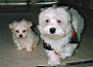 Bulu13Mika8wks03.jpg
