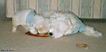 Bulu13Mika8wks05.jpg