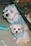 Bulu13Mika8wks07.jpg