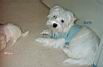 Bulu14Mika8wks03.jpg