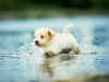 DOG_0013.jpg (82058 �Ӧ줸��)