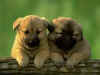 DOG_0037.jpg (102279 �Ӧ줸��)