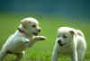 DOG_0098.jpg (66101 �Ӧ줸��)