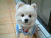 bowl Dog.jpg (26733 �Ӧ줸��)