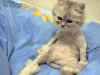 cut hair c.gif (80451 �Ӧ줸��)