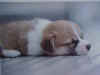 dog001.jpg (5019 �Ӧ줸��)