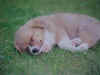 dog002.jpg (6870 �Ӧ줸��)