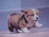 dog007.jpg (6480 �Ӧ줸��)