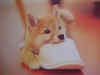 dog010.jpg (4832 �Ӧ줸��)