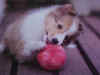 dog012.jpg (6053 �Ӧ줸��)