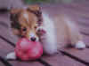 dog013.jpg (6698 �Ӧ줸��)