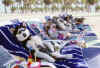 husky.jpg (52195 �Ӧ줸��)