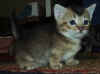 kit2.jpg (17673 �Ӧ줸��)