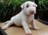 pig.jpg (22500 �Ӧ줸��)