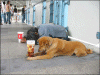 poor.gif (95811 �Ӧ줸��)