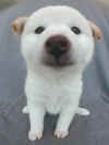 the_dog03_2.jpg (19994 �Ӧ줸��)