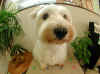 the_dog04_2.jpg (46840 �Ӧ줸��)