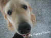 the_dog24_2.jpg (60763 �Ӧ줸��)