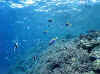c_9804p_small.jpg (3541 Ӧ줸)