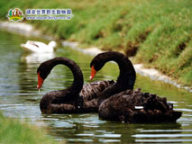  �ǥҹx�֥@�ɰʪ���
