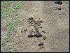 071.jpg