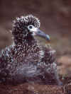 op_baby_albatross.jpg (24047 Ӧ줸)
