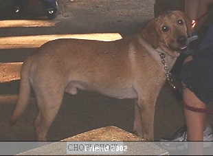 chow.jpg
