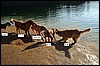 DSCF1167b.jpg