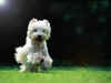 dog31.jpg (82300 Ӧ줸)