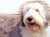 dog32.jpg (49538 Ӧ줸)