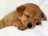 dog.jpg (181557 Ӧ줸)