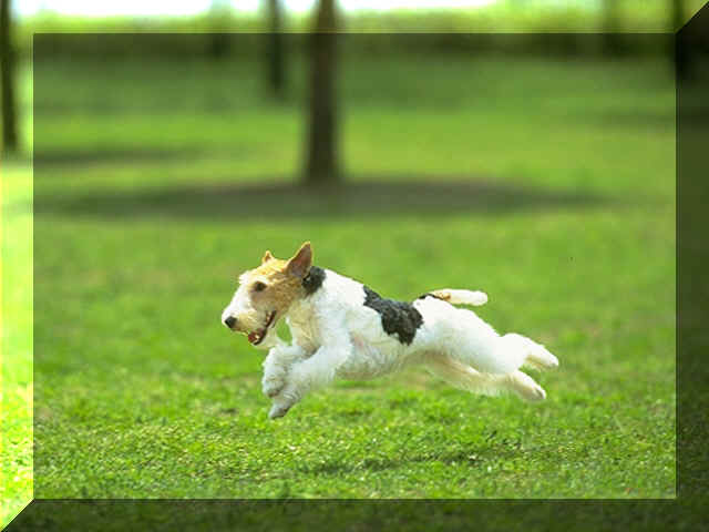 DOG1.jpg (88250 bytes)