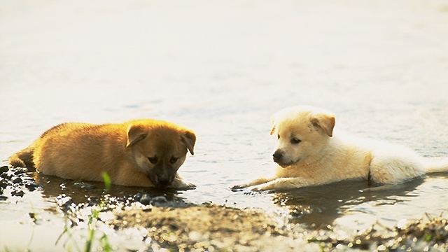 DOGbout.jpg (67985 bytes)
