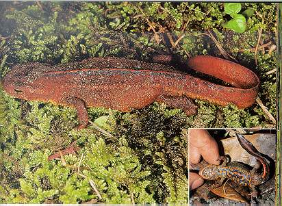 Hong Kong Newt