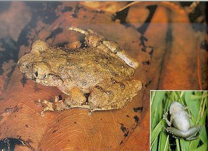 Leaf-litter Toad