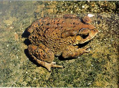 Asian Common Toad