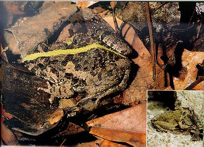 Paddy Frog