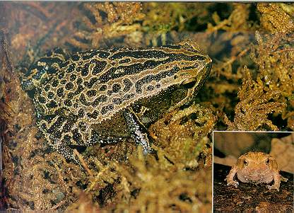 Spotted Narrow-mouthed Frog